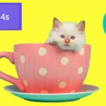 Cómo cambiar la duración del video en Canva – Consejos profesionales