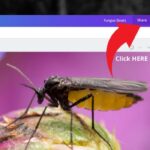 Cómo compartir diseños con tu equipo en Canva: Guía №1