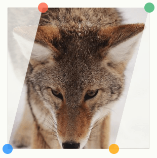 Captura de cabeza de un lobo rojo tranquilo mirando hacia abajo, con vértices superpuestos que muestran los puntos de propiedad del trazado de recorte.