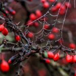 ¿Existen enlaces de Perdido al sitio?